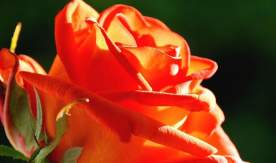 Поздравляем Фролову Я.А. с защитой диссертации на соискание ученой степени кандидата политических наук