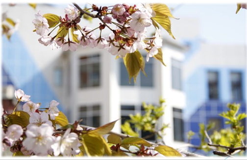 Организация пространства пришкольной территории школы №1, г. Владивосток