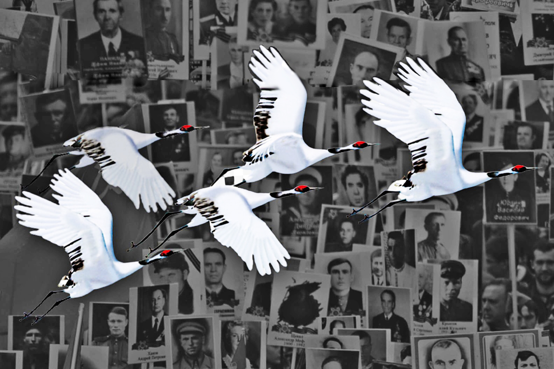 Журавли 9 Мая Картинки – Telegraph